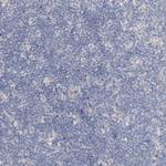 Protein S Polyclonal Antibody