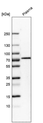 Protein S Antibody in Western Blot (WB)