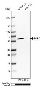 PIST Antibody in Western Blot (WB)