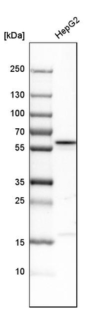PIST Antibody in Western Blot (WB)