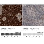 CREB3L1 Polyclonal Antibody