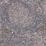 CREB3L1 Antibody in Immunohistochemistry (Paraffin) (IHC (P))