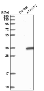 TIP30 Antibody in Western Blot (WB)