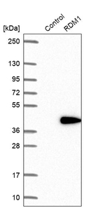 RDM1 Antibody in Western Blot (WB)