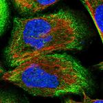 Cdc42EP4 Polyclonal Antibody