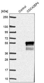 Cdc42EP4 Antibody in Western Blot (WB)
