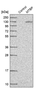 MTBP Antibody in Western Blot (WB)