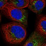 AKAP9 Antibody in Immunocytochemistry (ICC/IF)