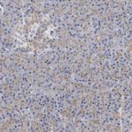 AKAP9 Antibody in Immunohistochemistry (Paraffin) (IHC (P))