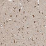 GPR137B Polyclonal Antibody