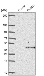 VLK Antibody in Western Blot (WB)