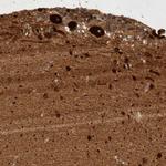 GPR150 Polyclonal Antibody