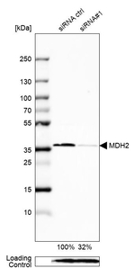 MDH2 Antibody in Western Blot (WB)