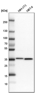 MDH2 Antibody in Western Blot (WB)