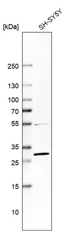 14-3-3 gamma Antibody in Western Blot (WB)