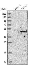 Actin-like 8 Antibody in Western Blot (WB)