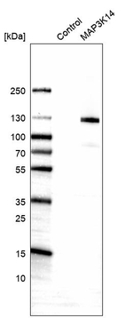 NIK Antibody in Western Blot (WB)