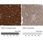 OXR1 Antibody in Immunohistochemistry (Paraffin) (IHC (P))