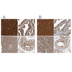 OXR1 Antibody in Immunohistochemistry (Paraffin) (IHC (P))