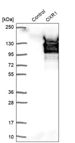 OXR1 Antibody in Western Blot (WB)