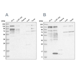 PUM1 Antibody in Western Blot (WB)