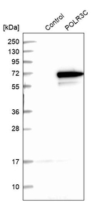 POLR3C Antibody in Western Blot (WB)