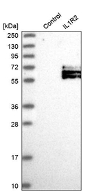 IL1R2 Antibody in Western Blot (WB)