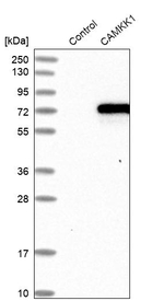 CaMKK alpha Antibody in Western Blot (WB)