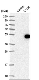 EXO5 Antibody in Western Blot (WB)