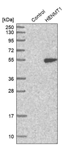 HENMT1 Antibody in Western Blot (WB)
