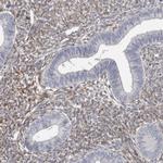 MRGPRF Antibody in Immunohistochemistry (Paraffin) (IHC (P))