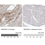MRGPRF Antibody in Immunohistochemistry (Paraffin) (IHC (P))