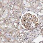 MRGPRF Antibody in Immunohistochemistry (Paraffin) (IHC (P))