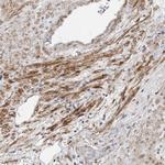 MRGPRF Antibody in Immunohistochemistry (Paraffin) (IHC (P))