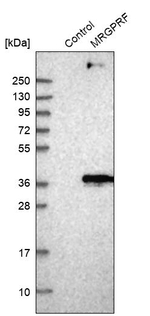 MRGPRF Antibody in Western Blot (WB)