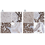 ALDH6A1 Antibody in Immunohistochemistry (Paraffin) (IHC (P))