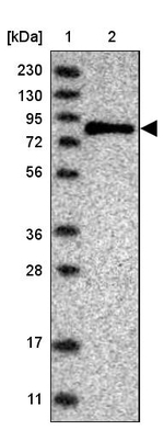 SENP2 Antibody in Western Blot (WB)