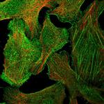 GPR27 Polyclonal Antibody