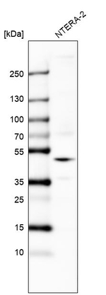 GPR27 Antibody in Western Blot (WB)