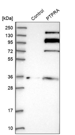 PTPRA Antibody in Western Blot (WB)