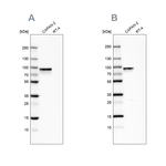 TGM2 Antibody in Western Blot (WB)