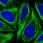 DTNBP1 Polyclonal Antibody