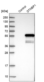 DTNBP1 Antibody in Western Blot (WB)