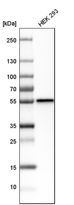 DTNBP1 Antibody in Western Blot (WB)
