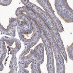 GPRC5C Antibody in Immunohistochemistry (Paraffin) (IHC (P))