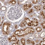 GPRC5C Antibody in Immunohistochemistry (Paraffin) (IHC (P))