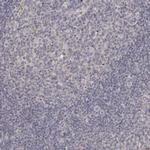 GPRC5C Antibody in Immunohistochemistry (Paraffin) (IHC (P))