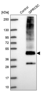 GPRC5C Antibody in Western Blot (WB)