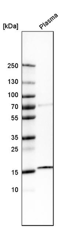 Cathelicidin Antibody in Western Blot (WB)