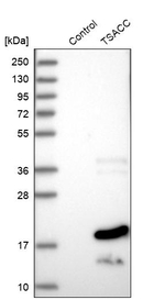 TSACC Antibody in Western Blot (WB)